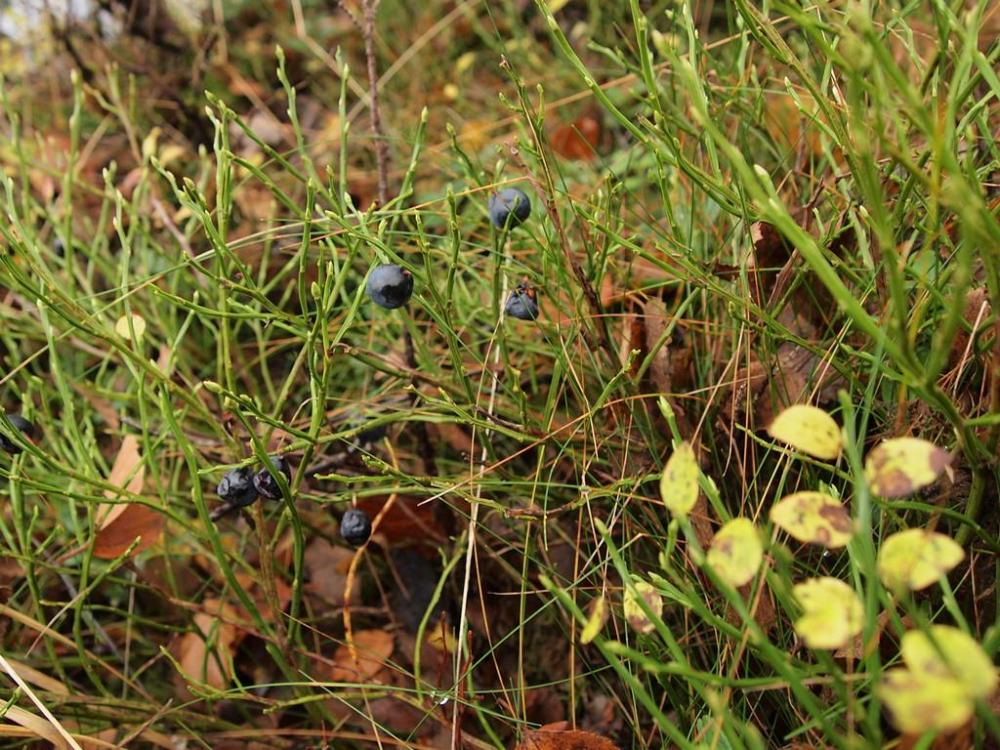 563668a0da28f_Novemberblbr(PB010323).thu