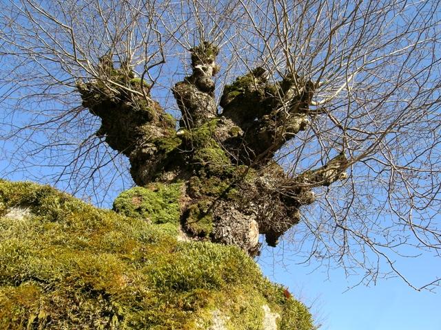 StyvingstrealmLH.JPG.eea7eb3a67df1462e88