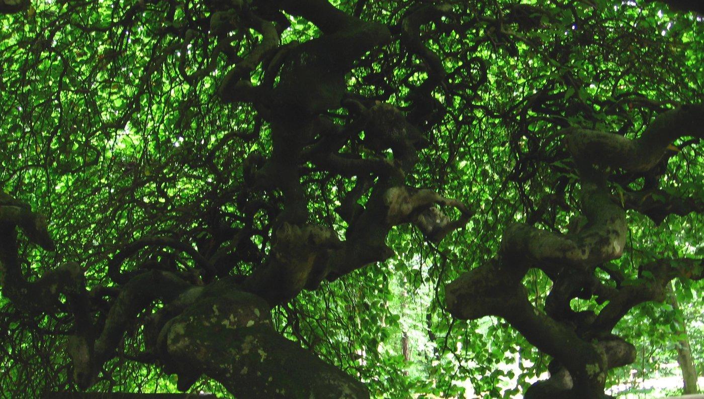 20070824_15h47FauxVerzy_r.jpg.d64182f988