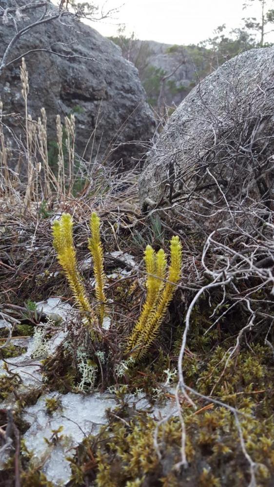 Vest for hatten, Forsand 10.jpg