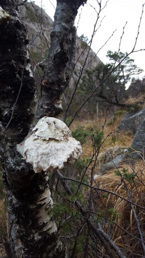 Vest for hatten, Forsand 11.jpg