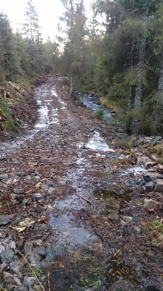 DSC_0050b.thumb.JPG.10e68833a2a78126749c