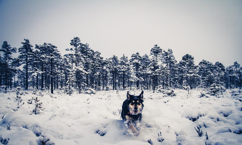 IMG_9378.jpg.d823e6e354b1d3da93fcfd4c986