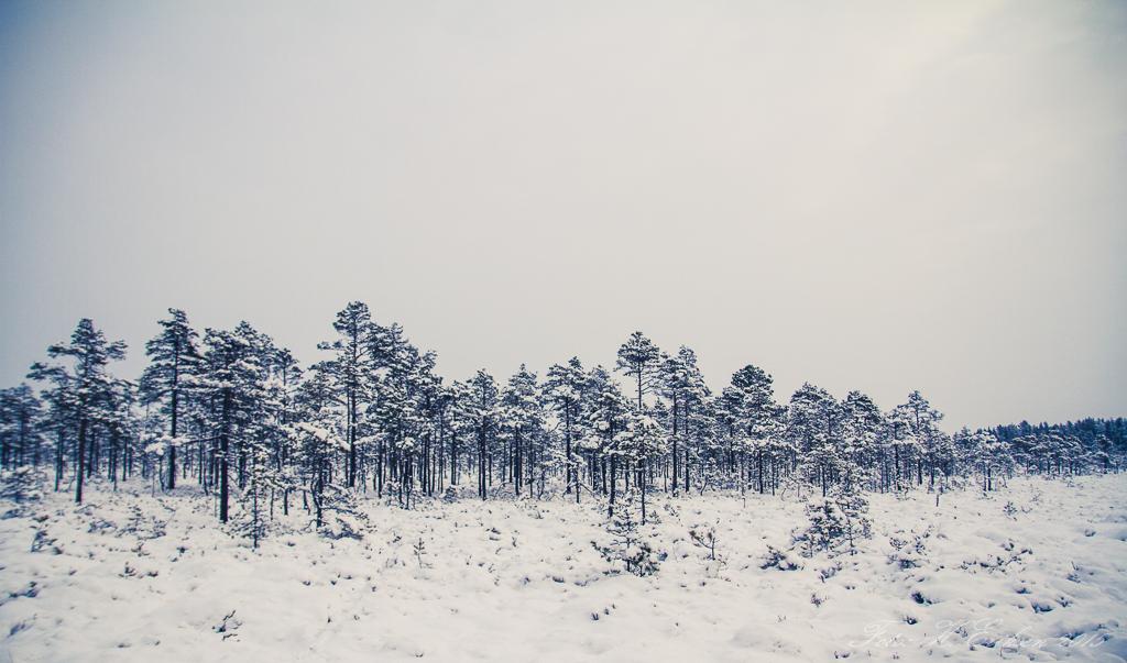 IMG_9391.jpg.3f607f07726b29cb253b4f4effd