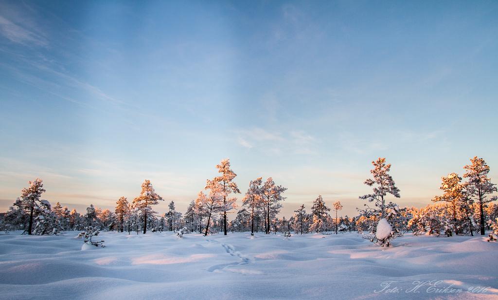 IMG_9728.jpg.dea55f2be52103d85d40d85d00d