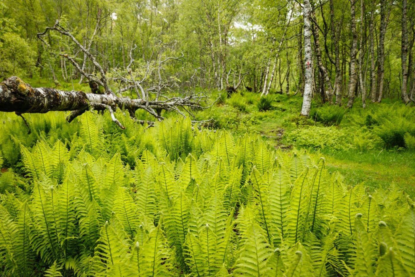 56c990c9e6b5d_Loftskardselva(3of13).thum