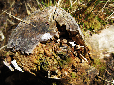 56ce1ffc11b38_Bilde171.png.b1c0fefbe2171