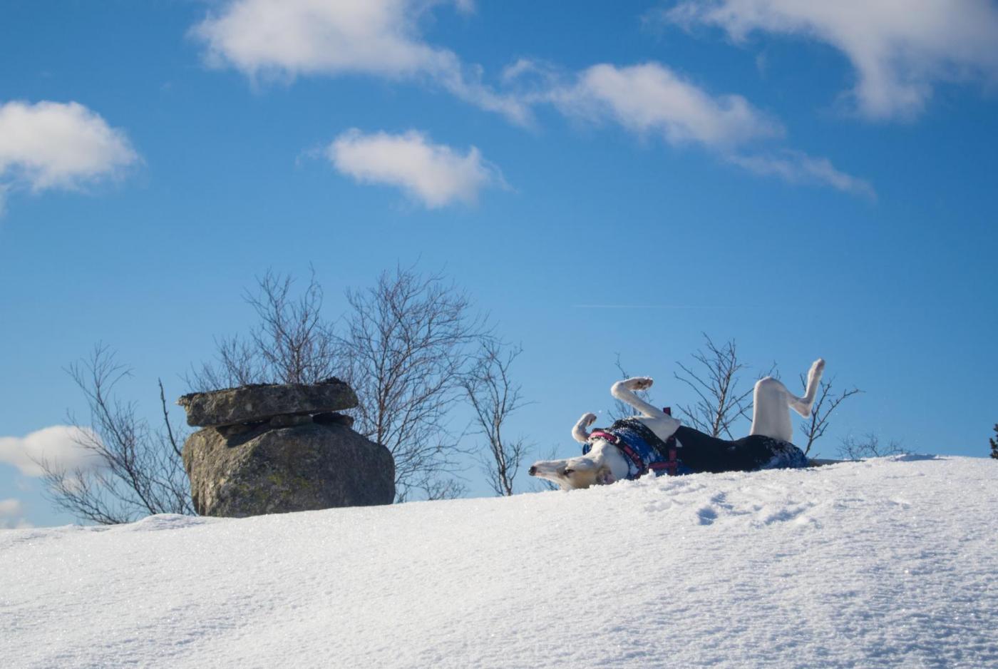 DSC_0290.thumb.jpg.08c90cf5d8dd198df84a5