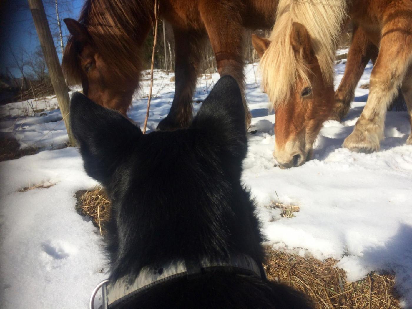 IMG_2618.thumb.jpg.e5f6219a11a39680fc773