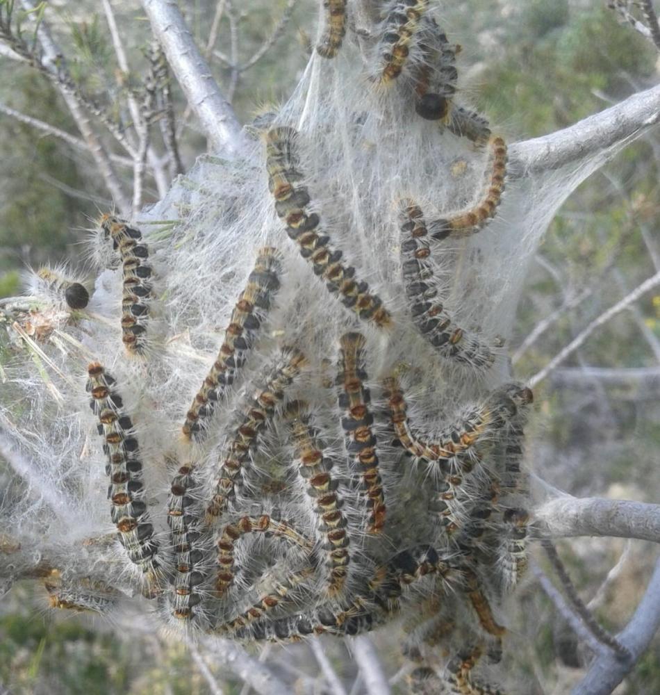 2.thumb.jpg.1508c9e01b93b9aee72fea3bc07a