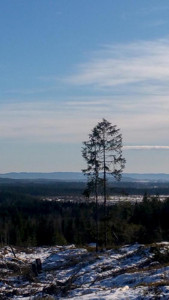 20160228_135329.thumb.jpg.737381682931c3