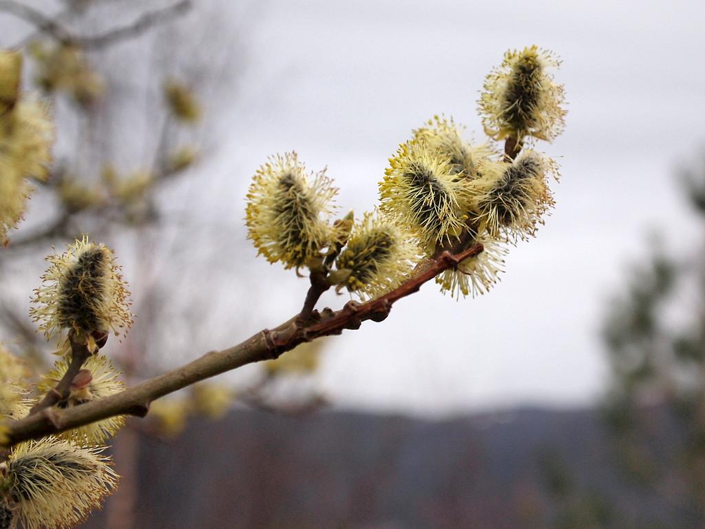 Gaasonga (P4200570).JPG