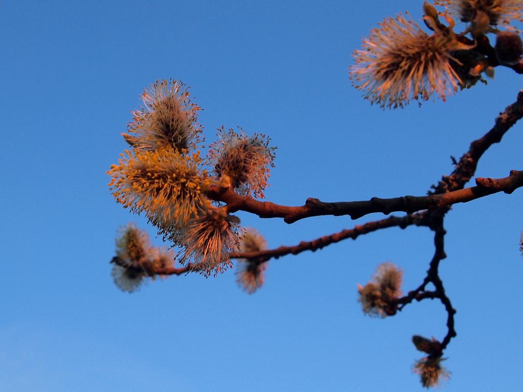 Gaasonga (P4280584).JPG