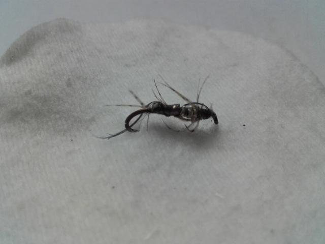 20160620_115247 (640x480).jpg