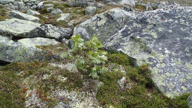 P6290053 (640x360).jpg