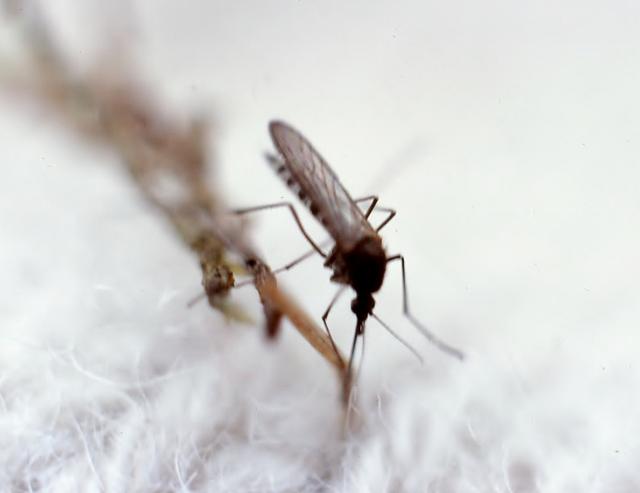 Kontrollert  myggestikk (640x493).jpg