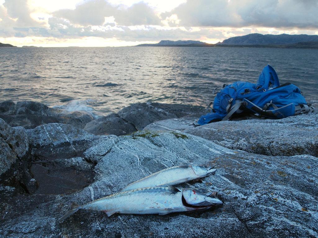 Lakshammermakrell (P8130728).JPG