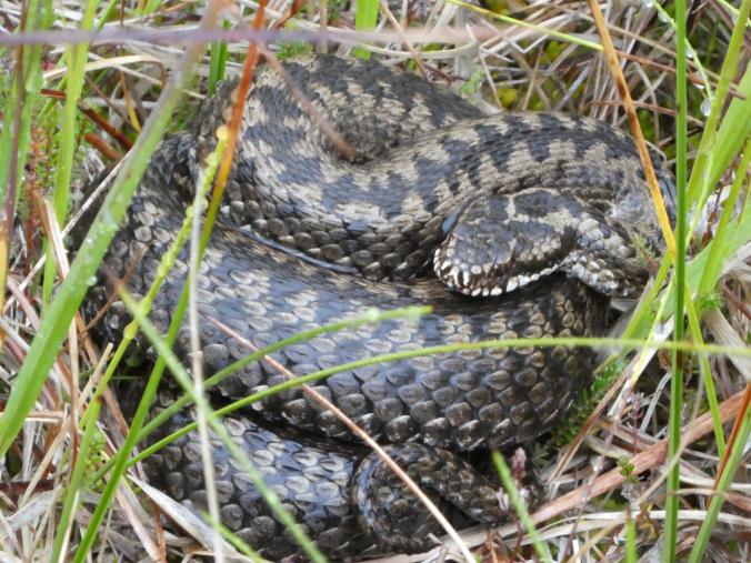 Denne var det nesten at jeg tråkket på!.jpg