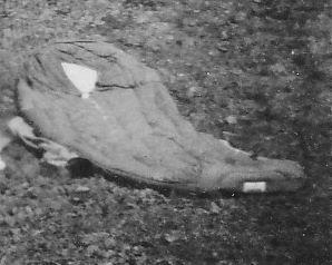 IMG_0227 (298x238).jpg