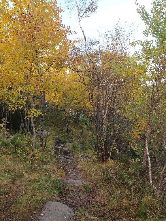 Høstfarger (PA090842).JPG