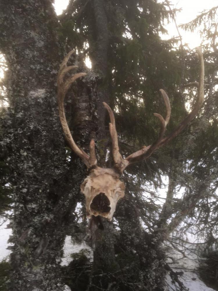 vegglifjell 10.12-1.jpg