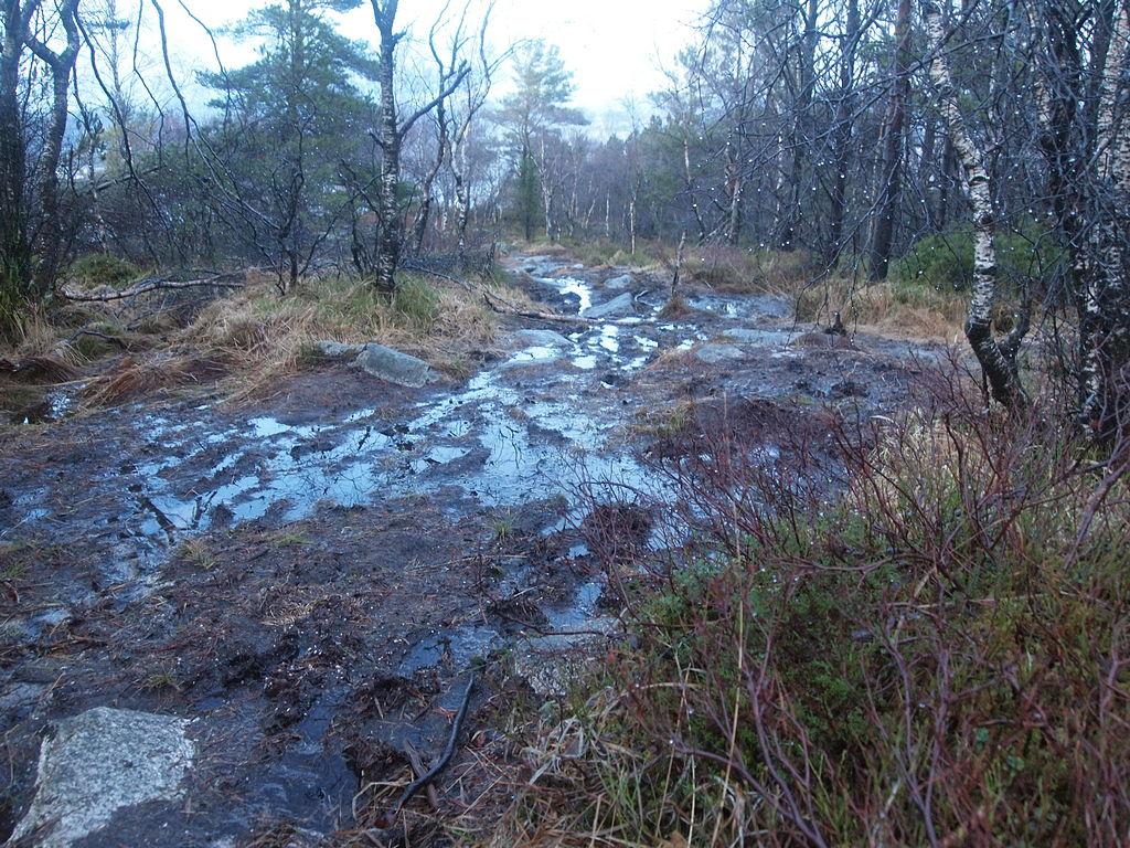 Fuktig (P1230975).JPG