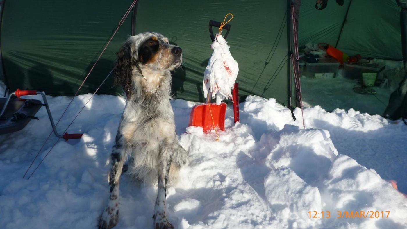 Dividalen mars 17 - 22.jpg