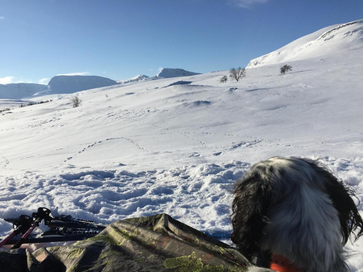 Dividalen mars 17 - 18.jpg