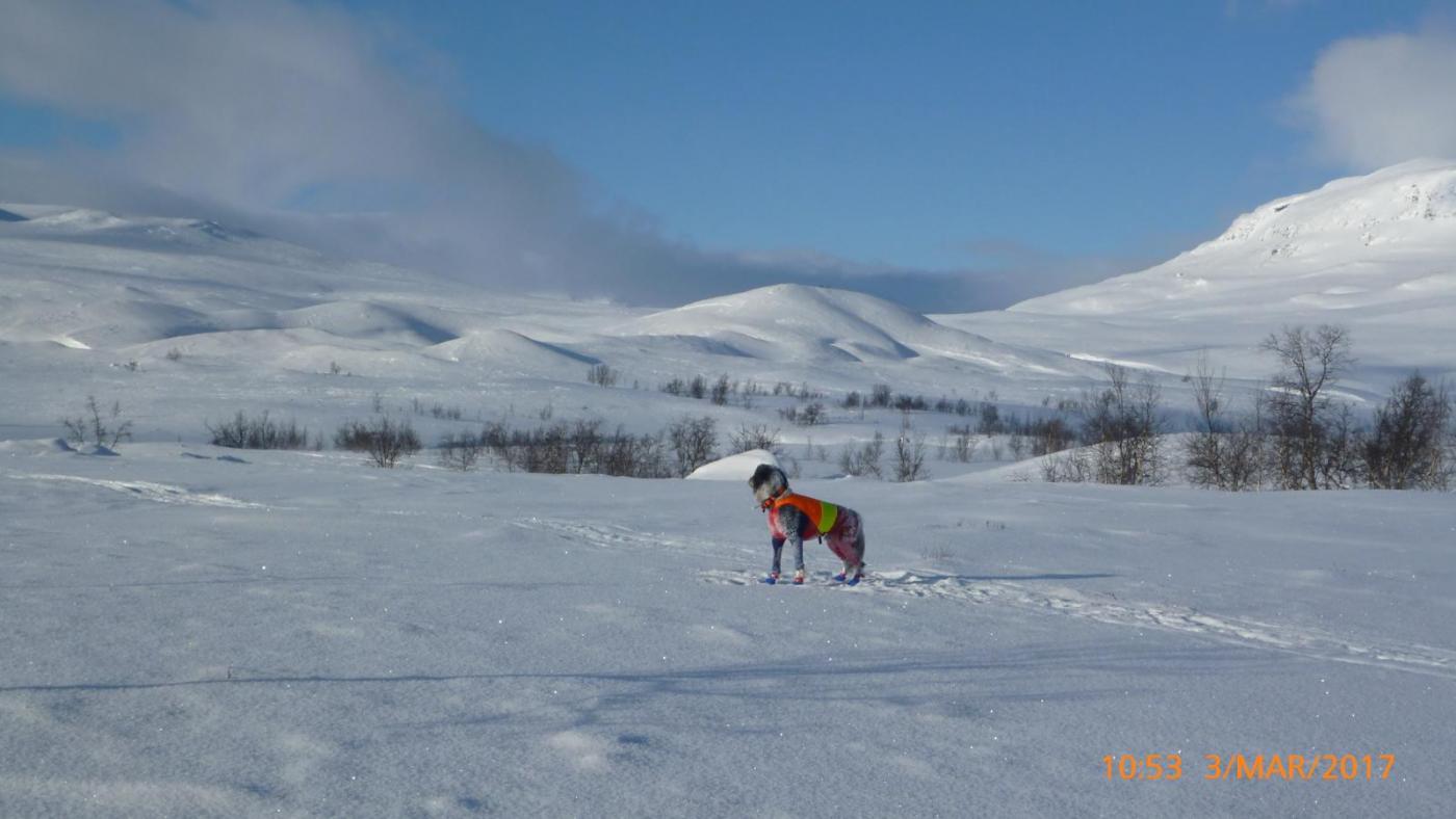 Dividalen mars 17 - 21.jpg