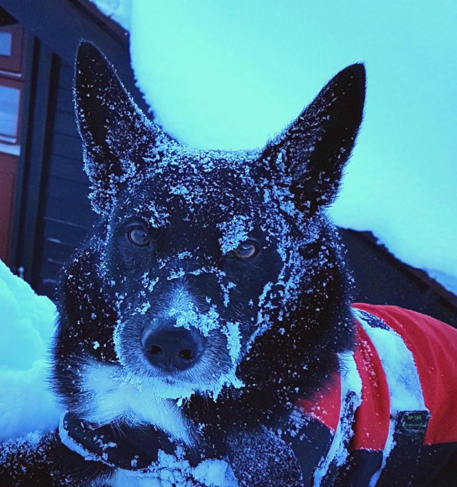 2017-01-13 11.58.37-1.jpg