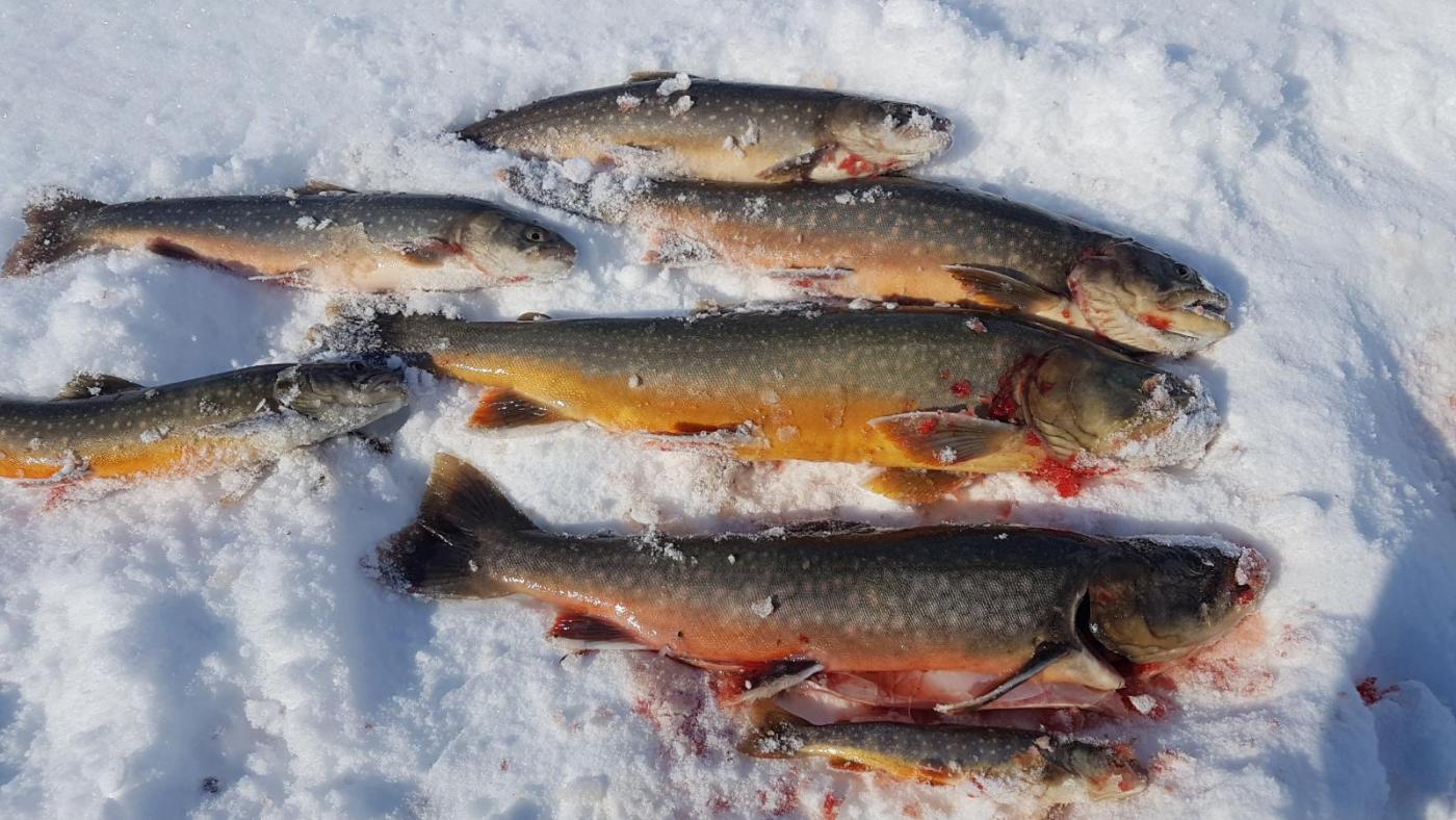 2017-04-17 12.41.06.jpg