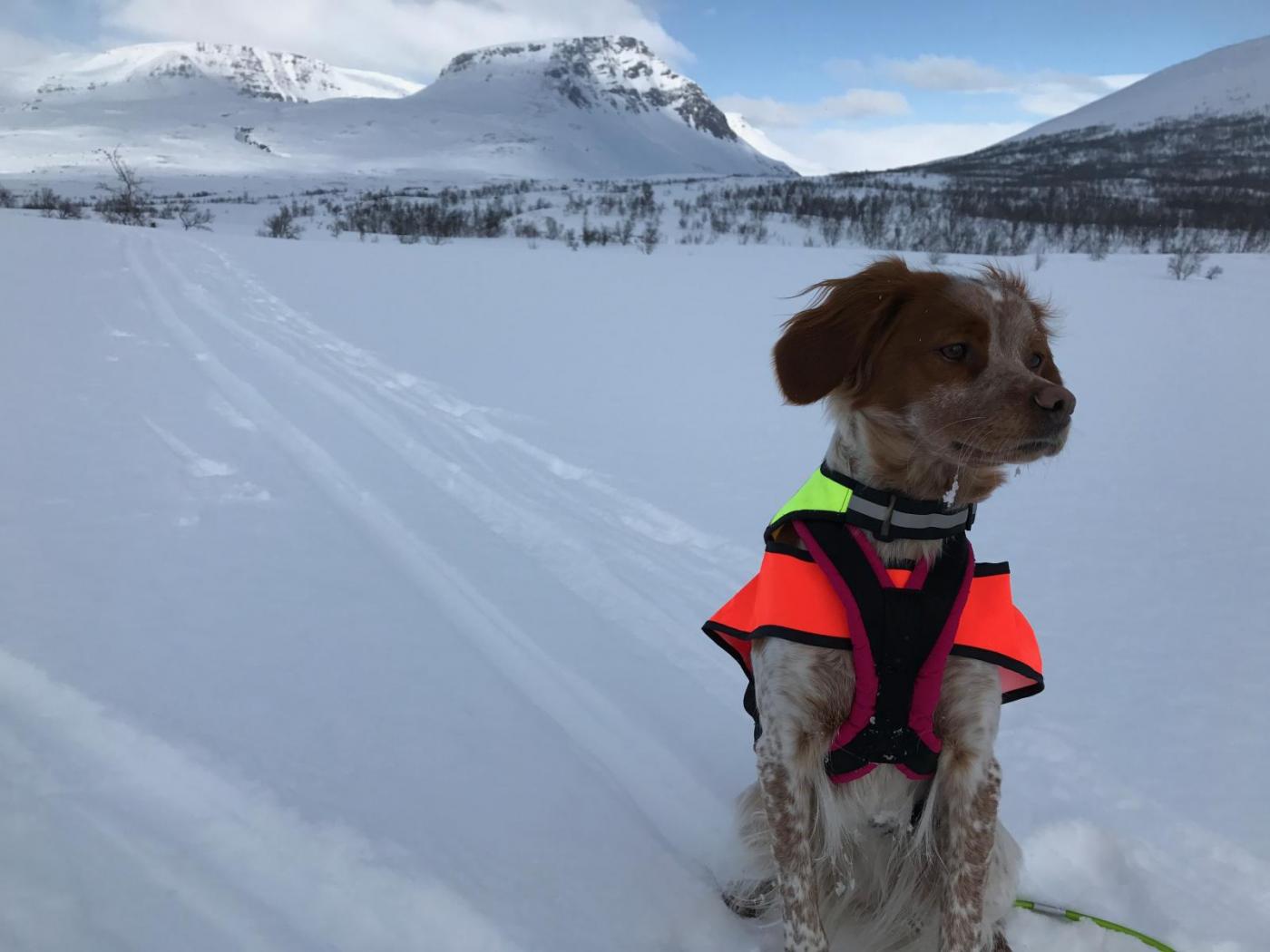 Dividalen april 17 - 24.jpg