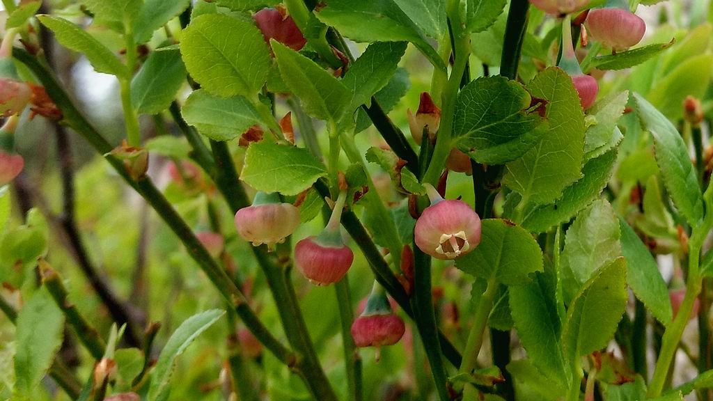 5918b897ed842_Blaabaerblomster(IMG_20170514_193853521_HDR).jpg.8733e731b43c8c381268312ac8563cbe.jpg