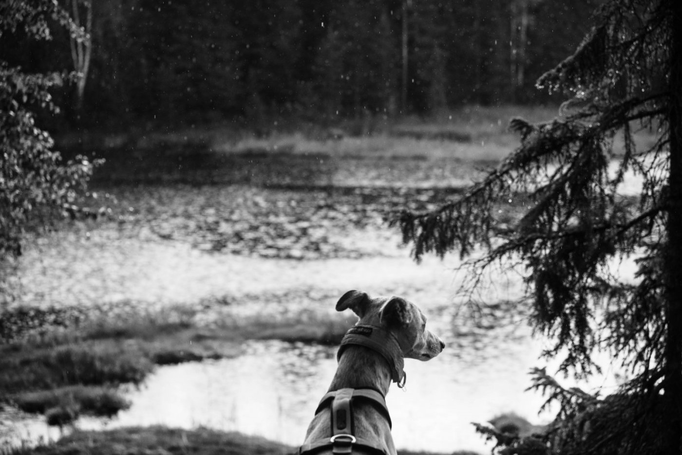 Canon FDn 70-150mm 4.5 nr6a (1 of 1).jpg