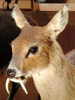 250px-Chinese_water_deer_Stuffed_specimen_2.jpg.689b3b7b1409adda8c7ad6edc8a1f6bc.jpg