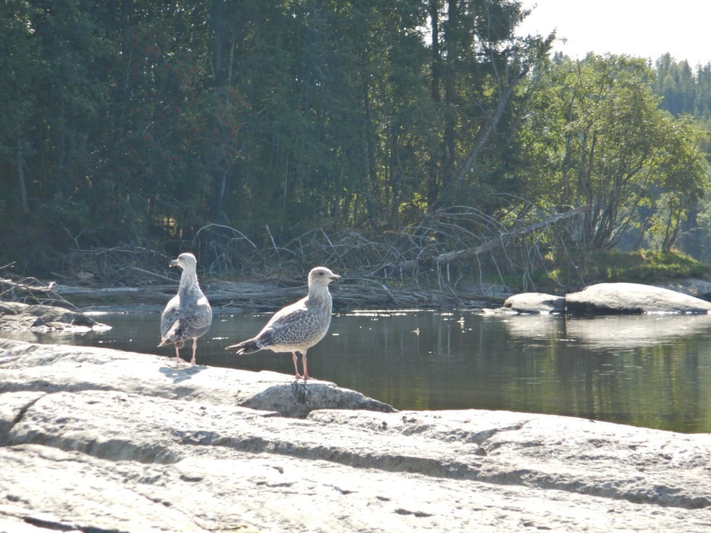 20210830, Ekspedisjon på Vorma (111).jpg