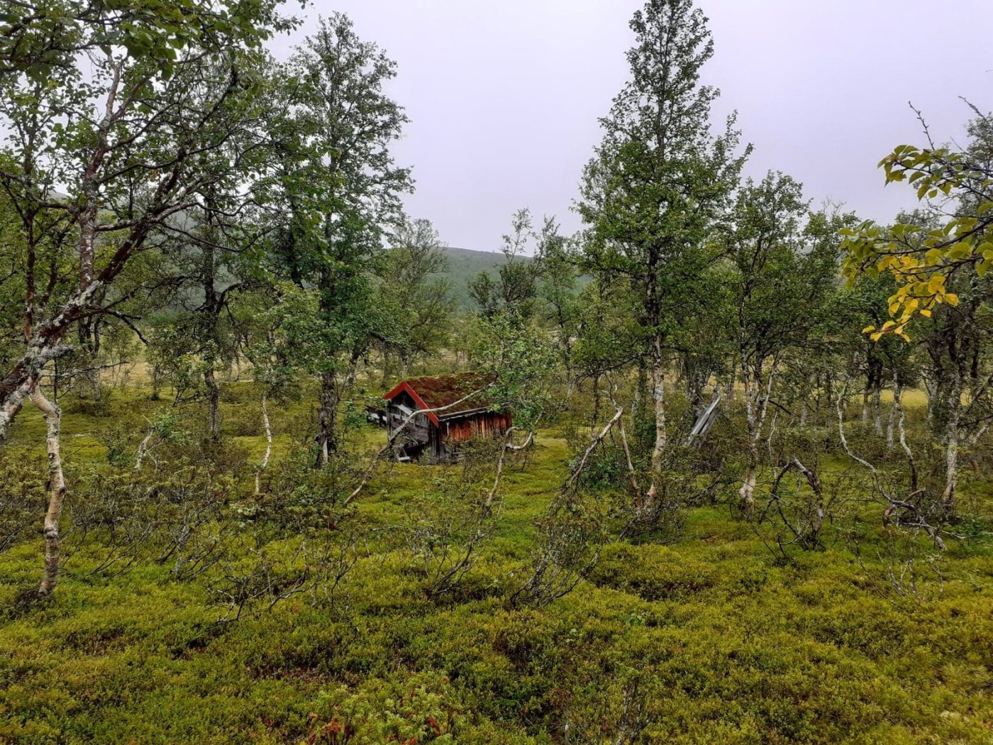 Løvnesbua mobil.jpg copy.jpg