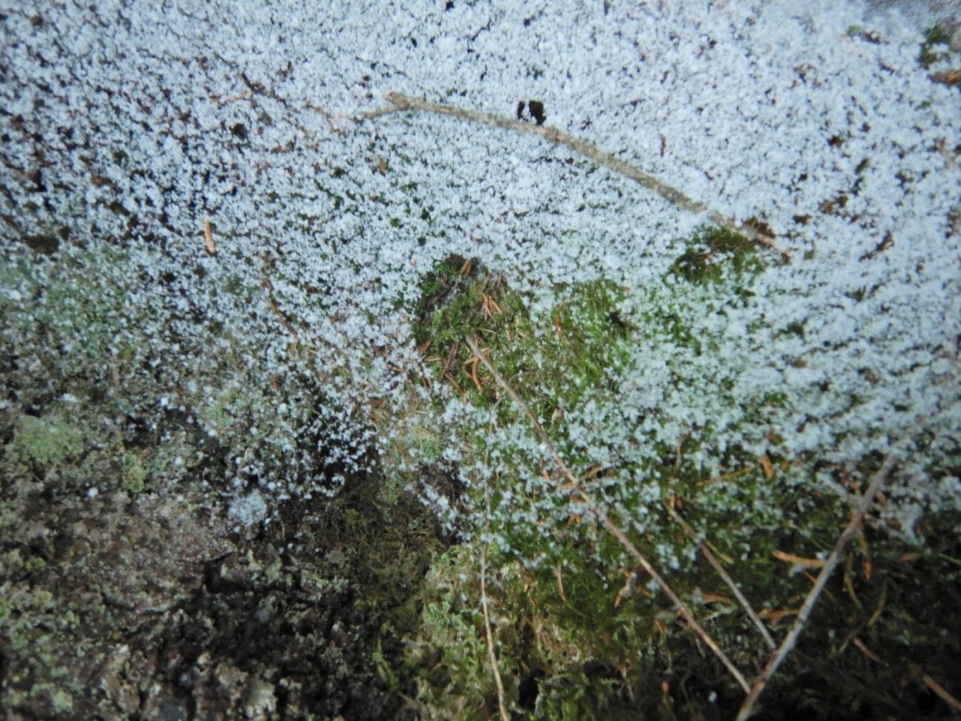 20221121, Lillo-tur. Grytedalen-Barlindåsen (61).jpg