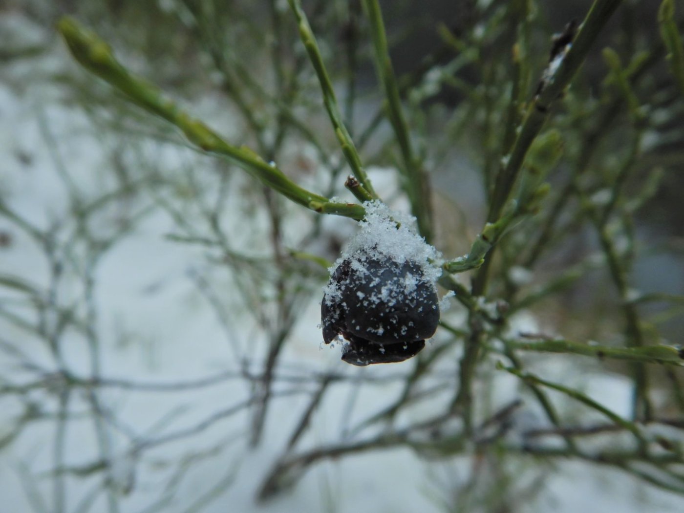 20221121, Lillo-tur. Grytedalen-Barlindåsen (55).jpg