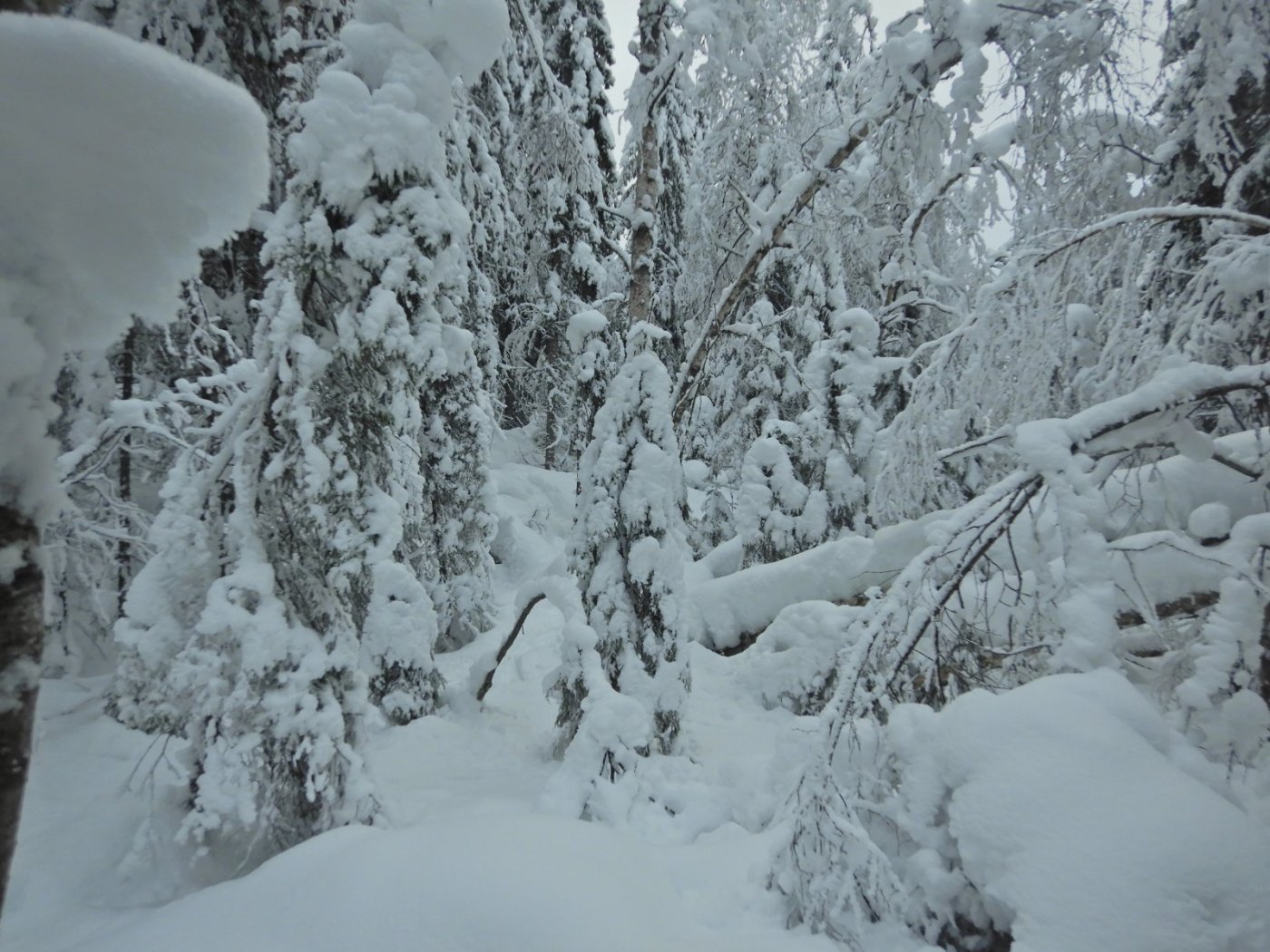 20230123, Trugerunde fra Skansebakken (20).JPG